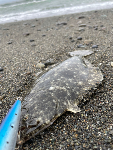 ソゲの釣果