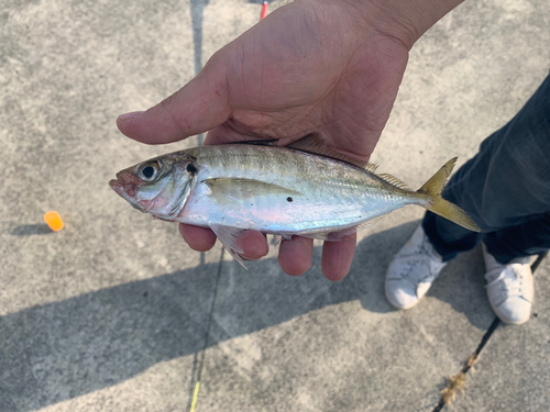 マアジの釣果