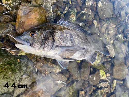 チヌの釣果