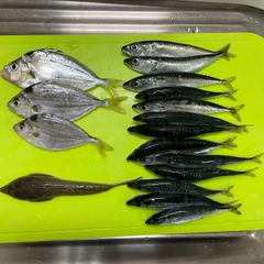 ヒイラギの釣果