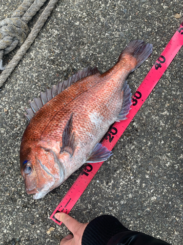 マダイの釣果