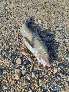 ニゴイの釣果