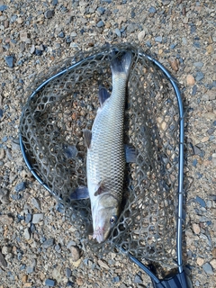 ニゴイの釣果