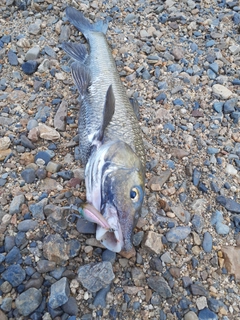 ニゴイの釣果