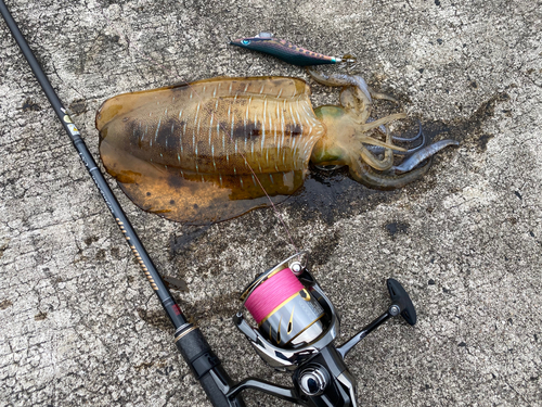 アオリイカの釣果