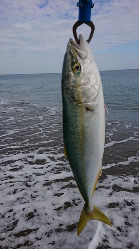 イナダの釣果