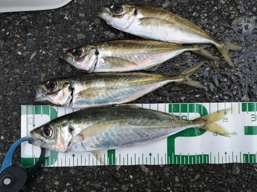 アジの釣果