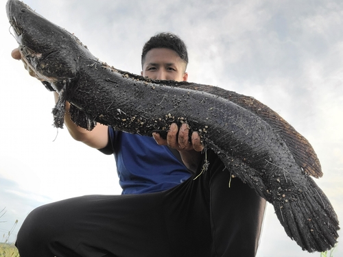 ライギョの釣果