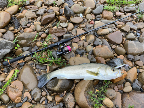 マルスズキの釣果