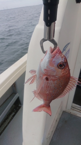 タイの釣果