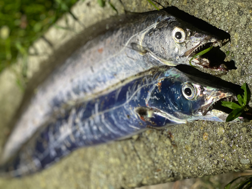 タチウオの釣果