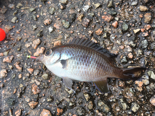 スズメダイの釣果