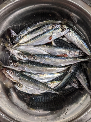 サバの釣果