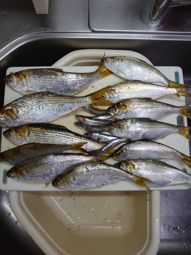 コノシロの釣果