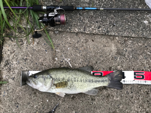 ブラックバスの釣果