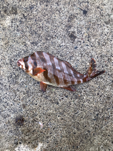 タカノハダイの釣果