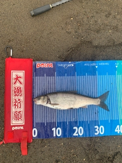 ウグイの釣果