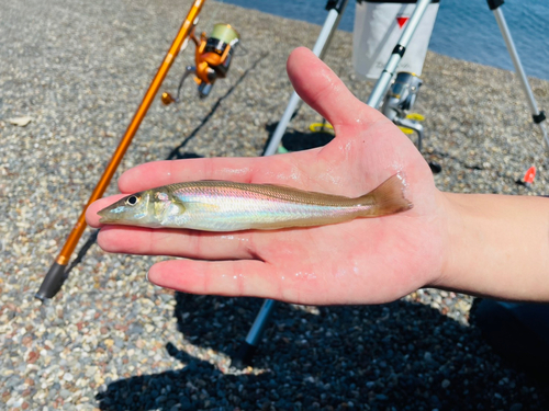 キスの釣果