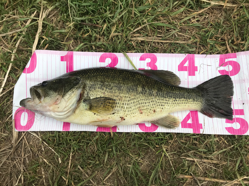 ブラックバスの釣果