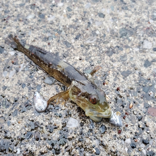 アナハゼの釣果