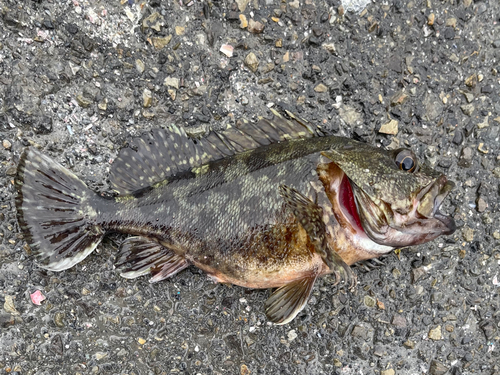 カサゴの釣果