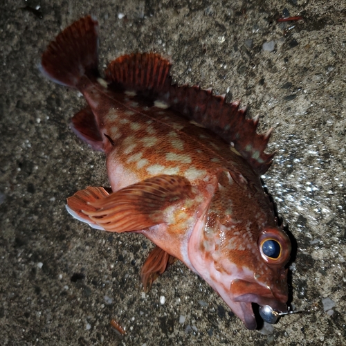 カサゴの釣果