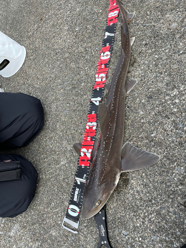 ホシザメの釣果