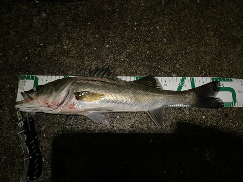 フッコ（マルスズキ）の釣果