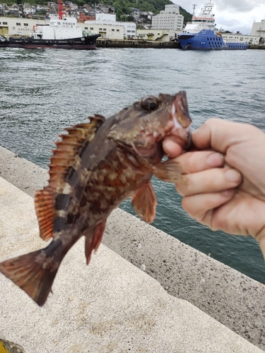 アラカブの釣果