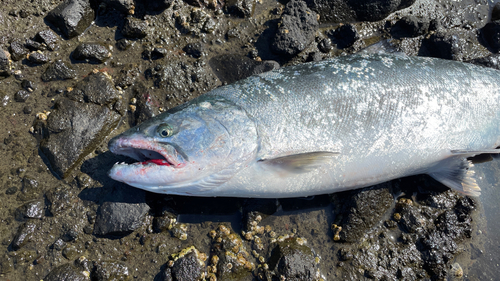 サクラマスの釣果