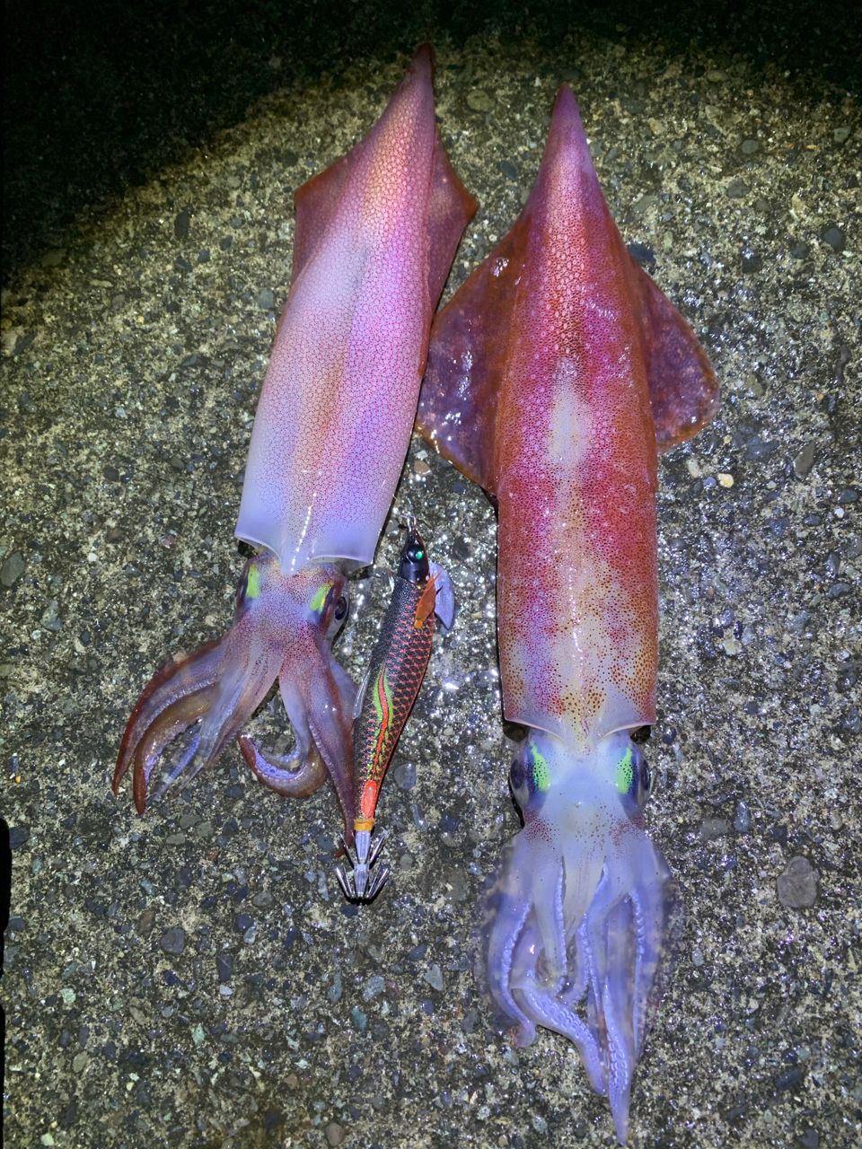 アカイカ