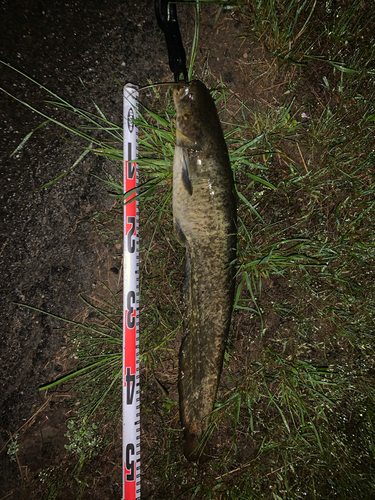 ナマズの釣果