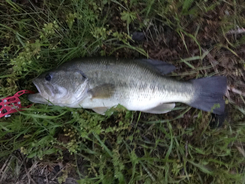 ラージマウスバスの釣果