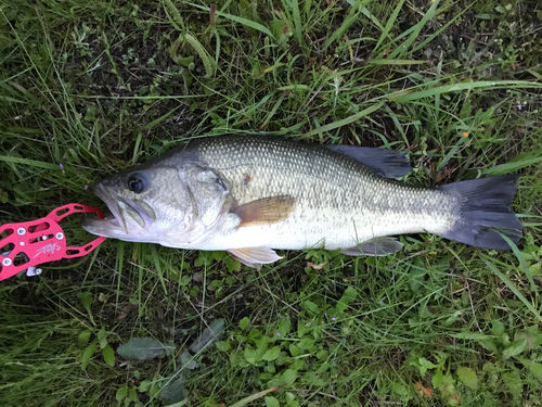 ラージマウスバスの釣果