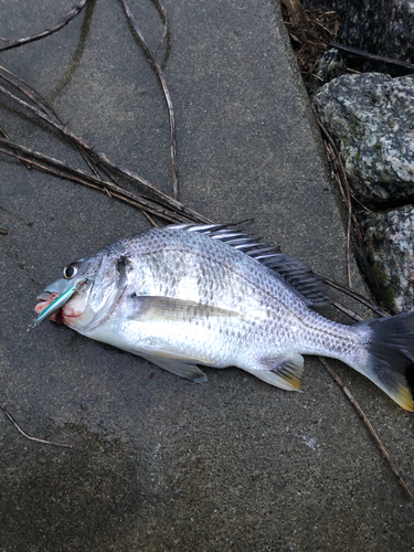 キビレの釣果