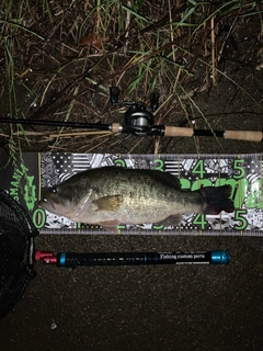 ブラックバスの釣果