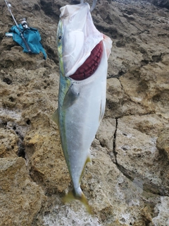 ワラサの釣果