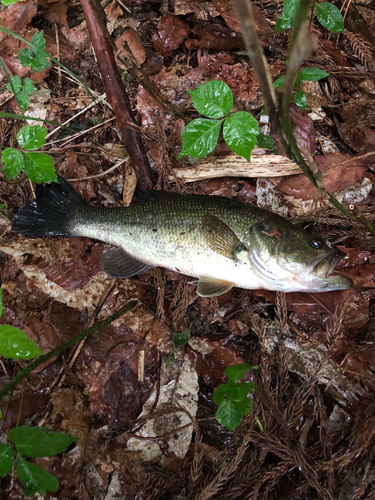 ラージマウスバスの釣果