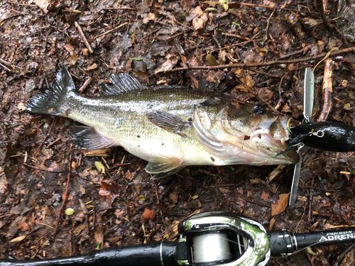 ラージマウスバスの釣果