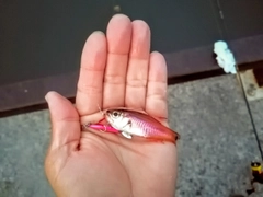 ネンブツダイの釣果