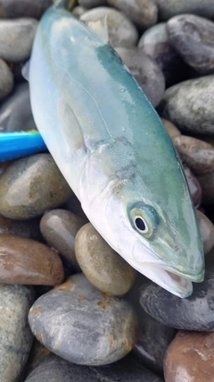 ツバスの釣果