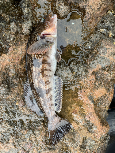 アイナメの釣果