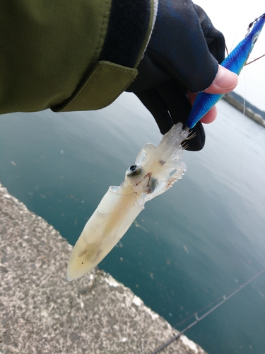 ケンサキイカの釣果