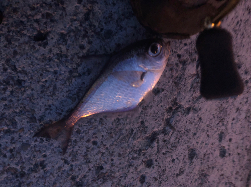 ハタンポの釣果