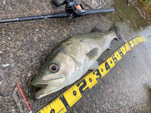 シーバスの釣果