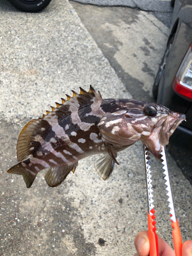 マハタモドキの釣果