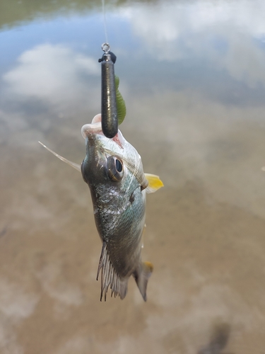 キビレの釣果