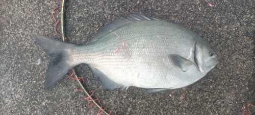 イスズミの釣果