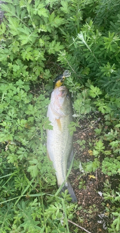 ブラックバスの釣果
