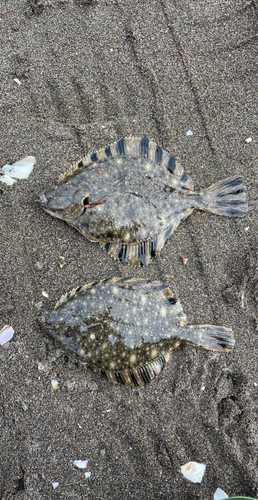 ヌマガレイの釣果